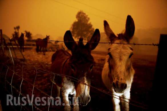 Чудовищные пожары: дым виден из космоса, миллиард животных погиб в Австралии (ФОТО, ВИДЕО)