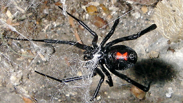 Размножение с риском для жизни. Когда партнер ведет себя как чудовище