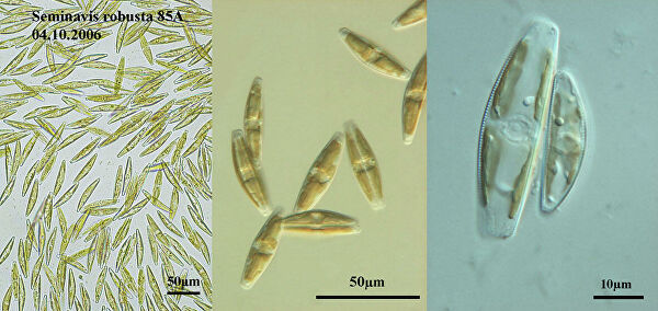 Размножение с риском для жизни. Когда партнер ведет себя как чудовище