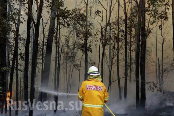 Чудовищные пожары: дым виден из космоса, миллиард животных погиб в Австралии (ФОТО, ВИДЕО)