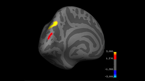 В отключке. Что происходит с мозгом йогов и шаманов