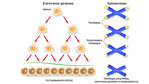 Уколы от старости. Ученые тестируют терапию, омолаживающую организм