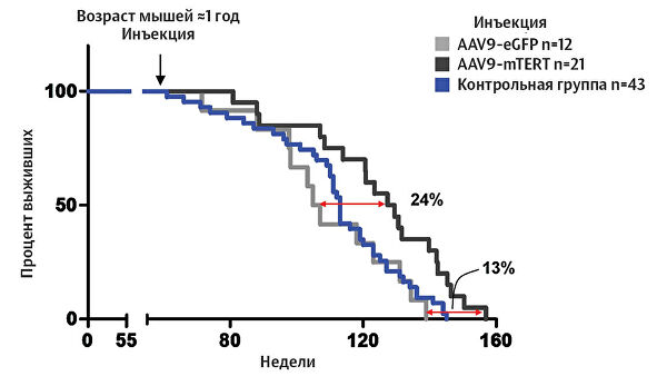 Уколы от старости. Ученые тестируют терапию, омолаживающую организм