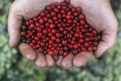 Определен лучший сок для снижения повышенного давления