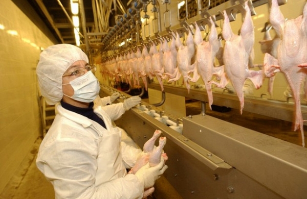 Использование антибиотиков в&nbsp;животноводстве могут ограничить