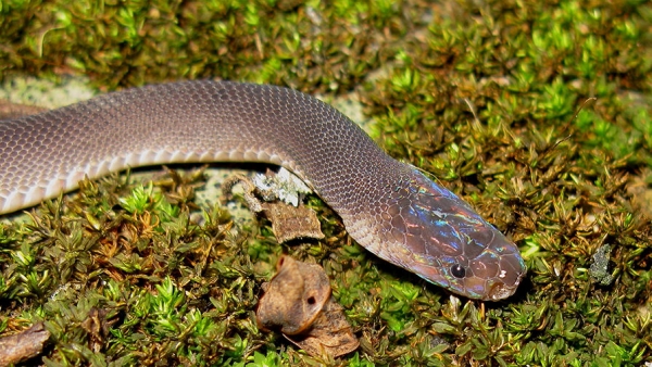 Ученые Китая назвали возможного носителя коронавируса среди животных