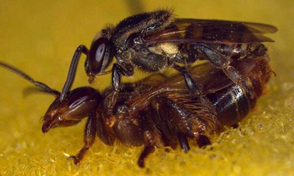 Размножение с риском для жизни. Когда партнер ведет себя как чудовище