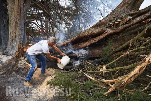 Чудовищные пожары: дым виден из космоса, миллиард животных погиб в Австралии (ФОТО, ВИДЕО)