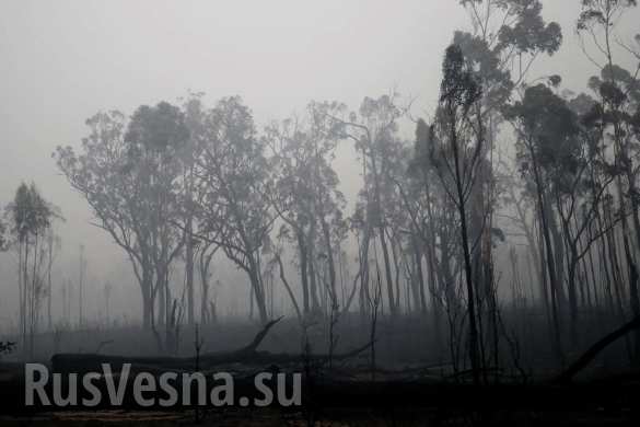 Чудовищные пожары: дым виден из космоса, миллиард животных погиб в Австралии (ФОТО, ВИДЕО)