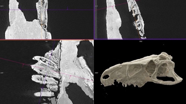 Российские ученые впервые заглянули внутрь черепа предка динозавров