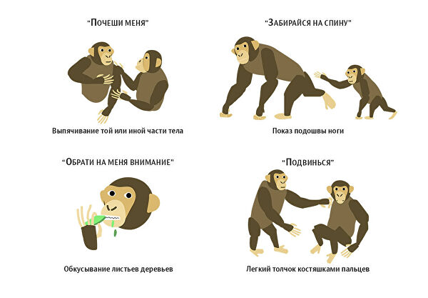 Общение животных подчинилось законам языка. Что это значит