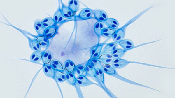 Найдено первое многоклеточное, не нуждающееся в кислороде