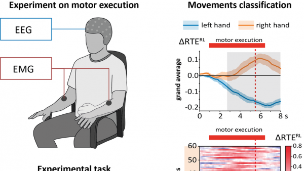 ЭЭГ помогла понять, когда человек начинает двигаться ЭЭГ помогла понять, когда человек начинает двигаться