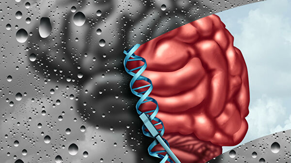 Ученые выяснили, как мозг управляет иммунитетом Ученые выяснили, как мозг управляет иммунитетом