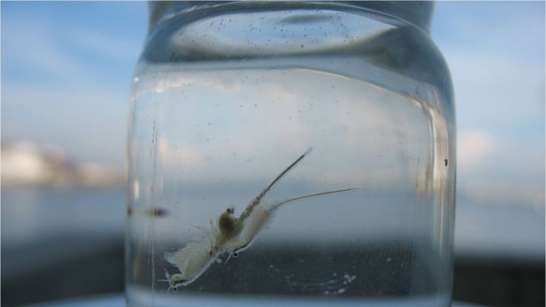 Биологи разгадали причины &laquo;парадокса хаоса&raquo;