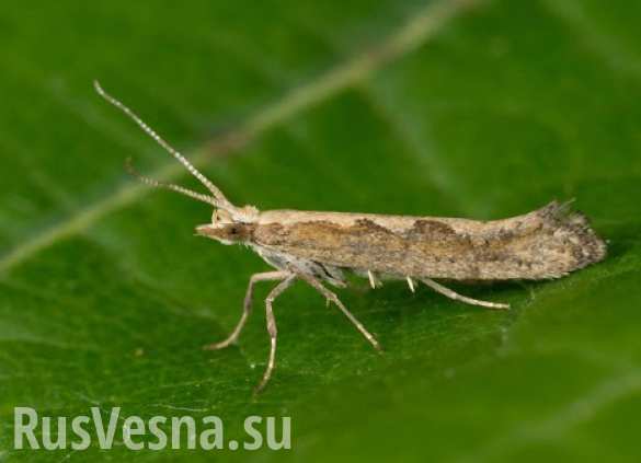 В США из лабораторий выпустили генетически модифицированную моль