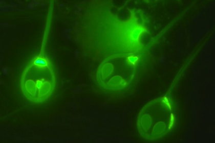 Найдено живущее без кислорода загадочное животное