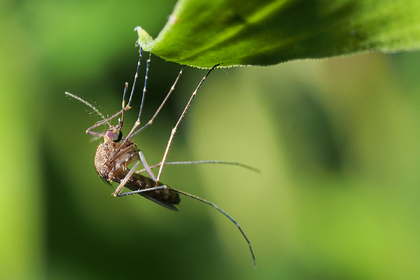 Предсказана массовая гибель рыб и&nbsp;насекомых в&nbsp;России