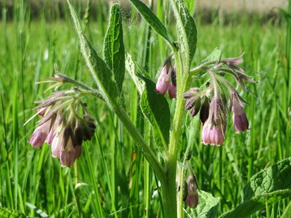 Зелье ведьмака. Что известно о мутагенности "целебных" трав
