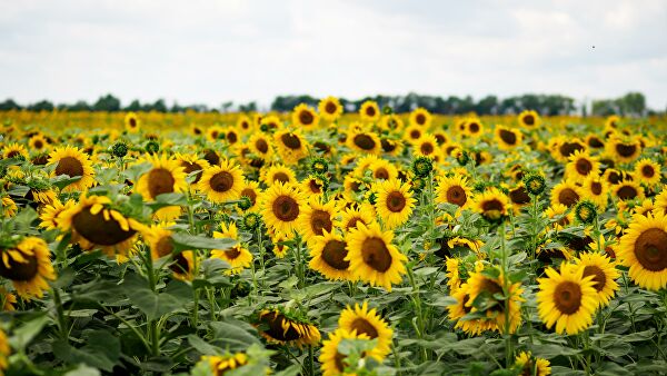 Минсельхоз предложил увеличить экспортную пошлину на подсолнечник