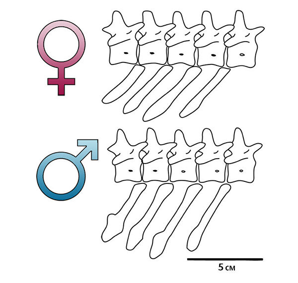 Цирк устроили. Ученые выяснили, какими на самом деле были динозавры