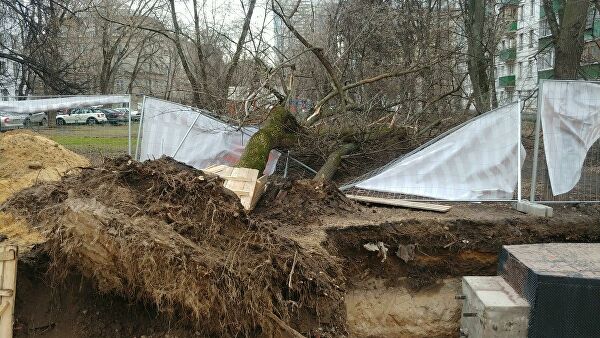 В Москве штормовой ветер повалил более 330 деревьев