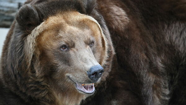 Подмосковные власти рассказали, что делать в случае встречи с медведем