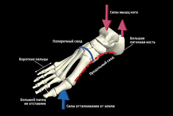 Секрет летящей походки. Как сформировалась стопа человека
