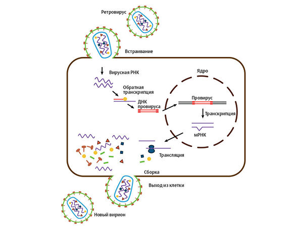 Ворота для инфекции. Встроится ли новый коронавирус в ДНК человека Ворота для инфекции. Встроится ли новый коронавирус в ДНК человека
