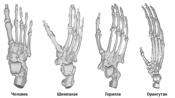 Секрет летящей походки. Как сформировалась стопа человека