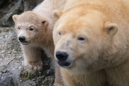 Доказана смелая гипотеза Дарвина