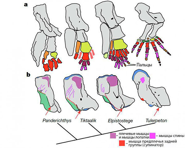 Странные предки. Животные, в которых трудно угадать прадеда человека