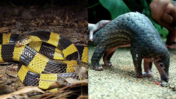 Не только коронавирус. Чем можно заразиться, съев мясо диких животных