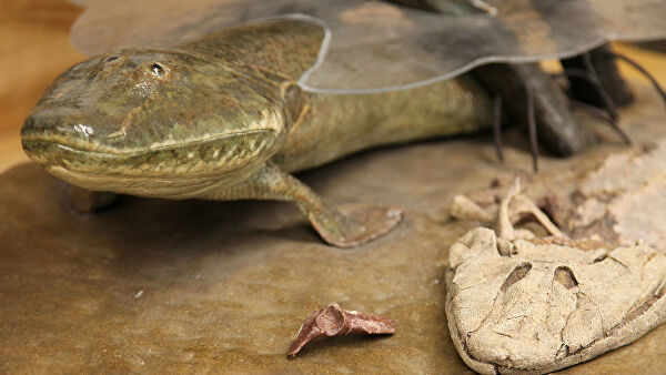 Странные предки. Животные, в которых трудно угадать прадеда человека