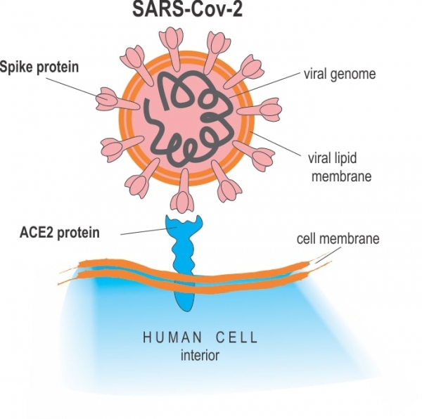 Учёный объяснил, почему каждый человек должен носить маску ради победы над коронавирусом