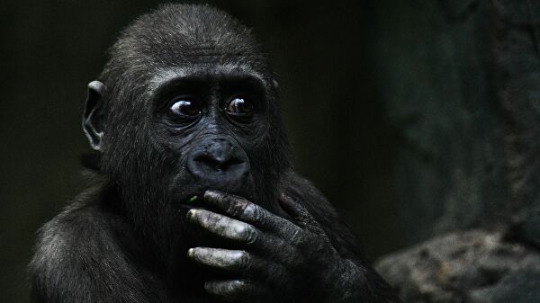 Ученые доказали раннее происхождение человеческого языка Ученые доказали раннее происхождение человеческого языка