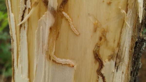 Ученые установили границы расселения опасных вредителей ясеня