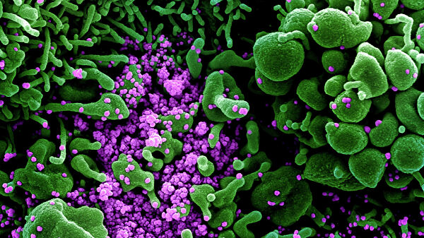 В Польше объявили о создании замедляющего заражение COVID-19 препарата В Польше объявили о создании замедляющего заражение COVID-19 препарата