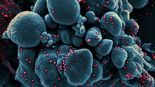 В Польше объявили о создании замедляющего заражение COVID-19 препарата В Польше объявили о создании замедляющего заражение COVID-19 препарата