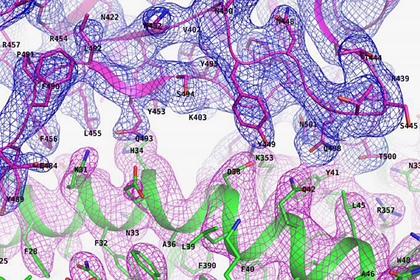Раскрыт механизм проникновения коронавируса