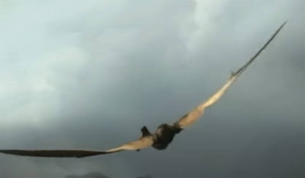 Поговорим о науке: как изучение птерозавров может помочь авиаконструкторам