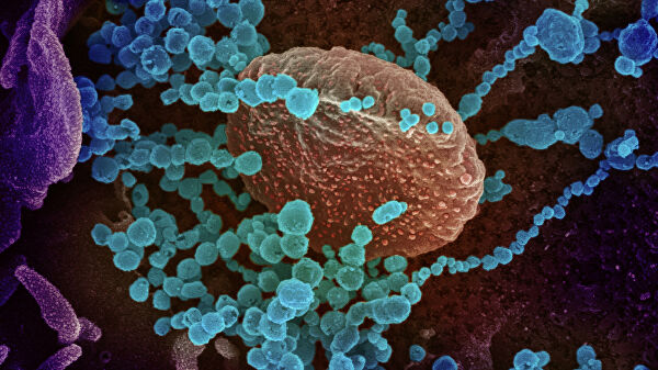 В Польше объявили о создании замедляющего заражение COVID-19 препарата В Польше объявили о создании замедляющего заражение COVID-19 препарата