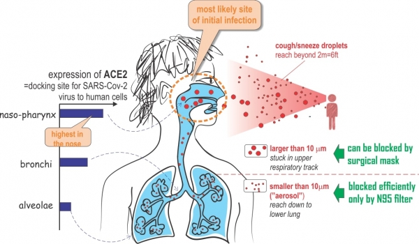 Учёный объяснил, почему каждый человек должен носить маску ради победы над коронавирусом