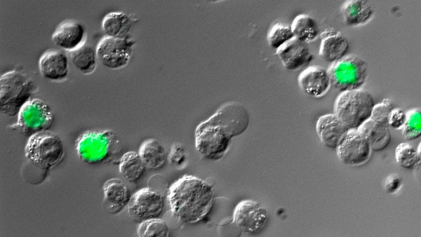 Появились новые доказательства альтернативной теории возникновения многоклеточных