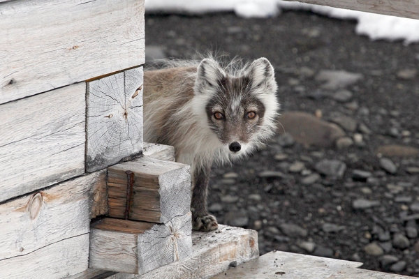 Дело пахнет убийством