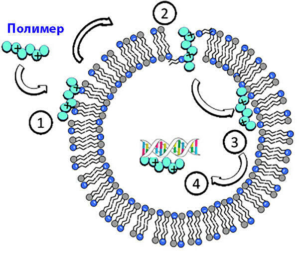Вирусы вместо антибиотиков. Как бороться с суперинфекциями Вирусы вместо антибиотиков. Как бороться с суперинфекциями
