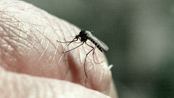 Ученые оценили, могут ли комары быть переносчиками коронавируса Ученые оценили, могут ли комары быть переносчиками коронавируса