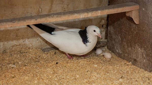 Специалисты дали советы, как избежать гнездования птиц в квартире
