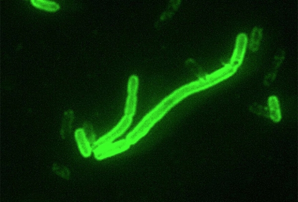 Разрушитель городов