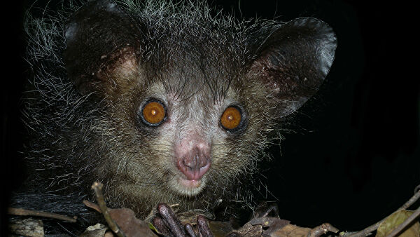 Ученые оценили масштабы происходящего массового вымирания